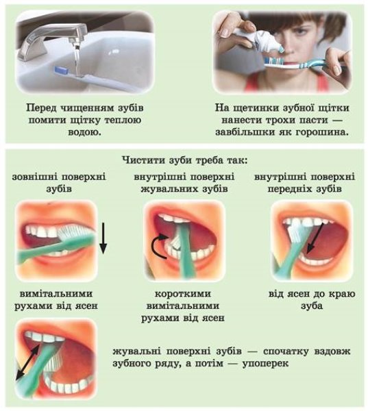 https://uahistory.co/pidruchniki/boychenko-health-basics-6-class-2014/boychenko-health-basics-6-class-2014.files/image114.jpg